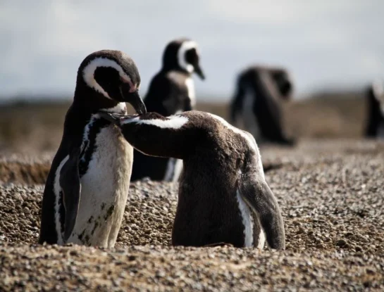 ¿Cómo hacen los pingüinos para soportar temperaturas tan bajas?