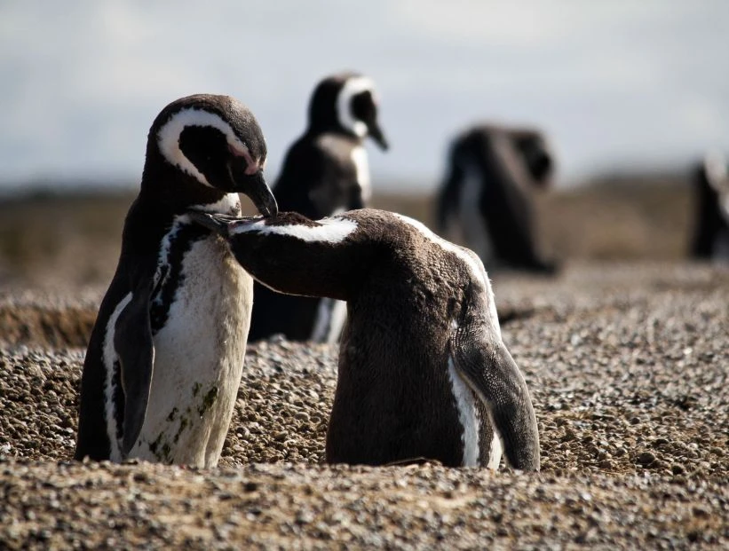 pinguinos