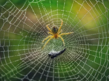 ¿De dónde sale la telaraña de las arañas?