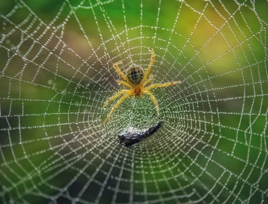 ¿De dónde sale la telaraña de las arañas?