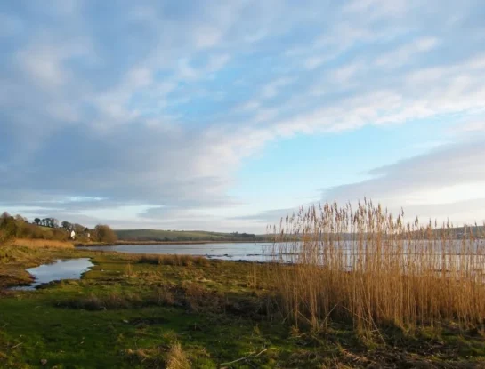 ¿Qué es un estuario?