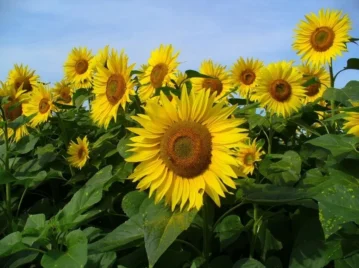 girasoles