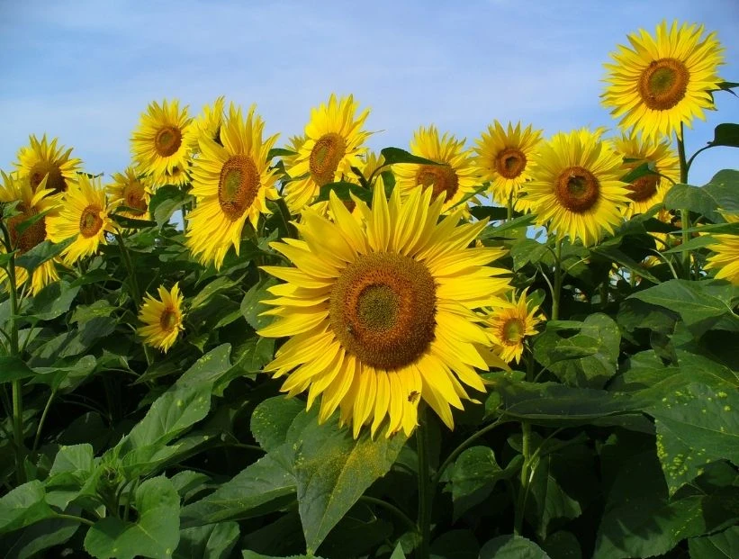 girasoles