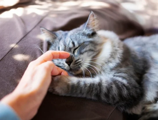 ¿Por qué los gatos ronronean? Descubrí los motivos