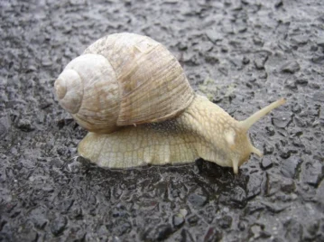 caracoles