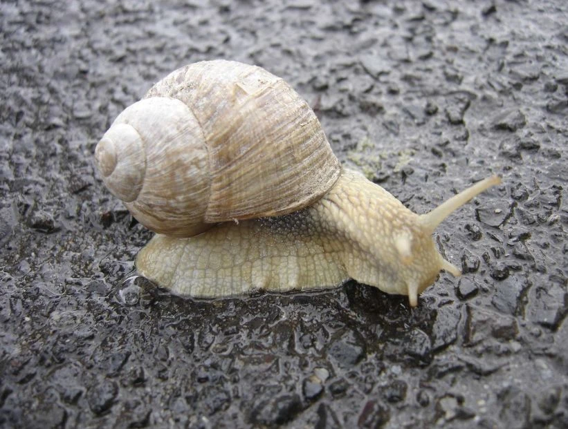 caracoles