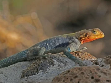 lagartijas