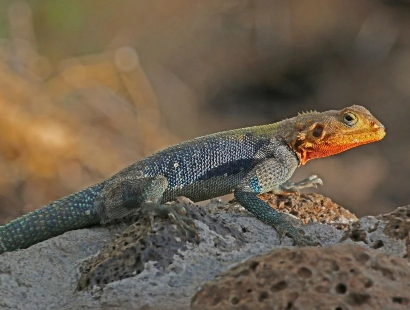 lagartijas