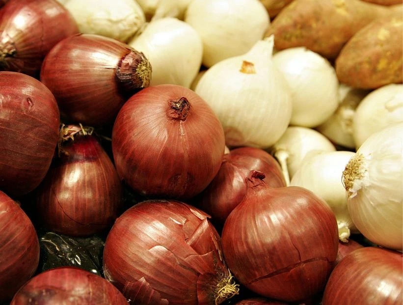 cebolla