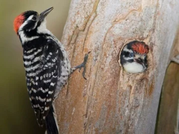 pajaro-carpintero