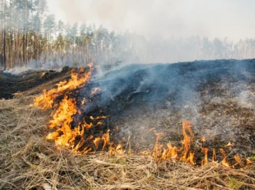 ¿Qué pasa con la tierra después de un incendio forestal?