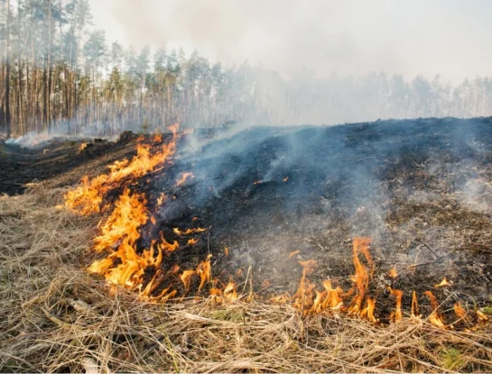 ¿Qué pasa con la tierra después de un incendio forestal?