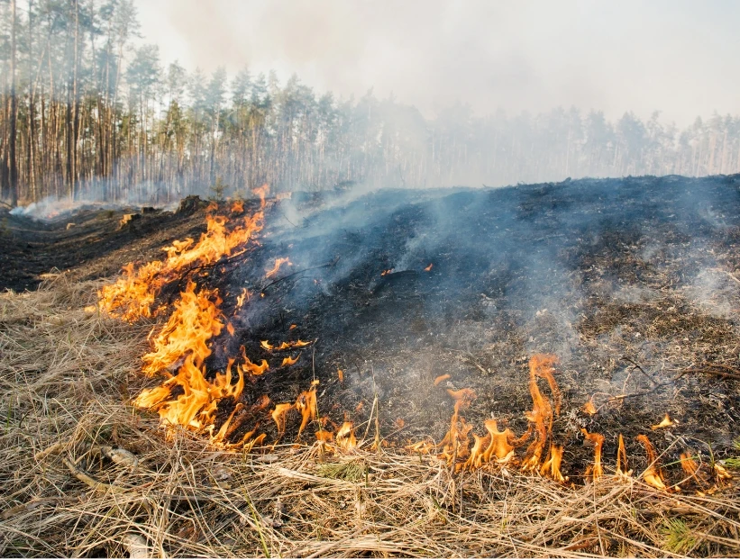 ¿Qué pasa con la tierra después de un incendio forestal?
