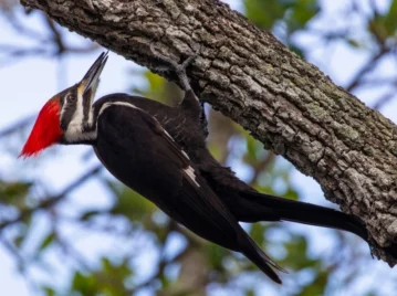 ¿Por qué el pájaro carpintero pica los árboles? Conocé el secreto detrás de los "toc, toc"