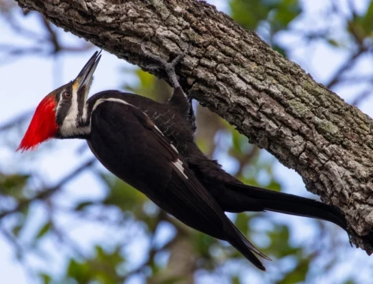 ¿Por qué el pájaro carpintero pica los árboles? Conocé el secreto detrás del famoso "toc, toc"