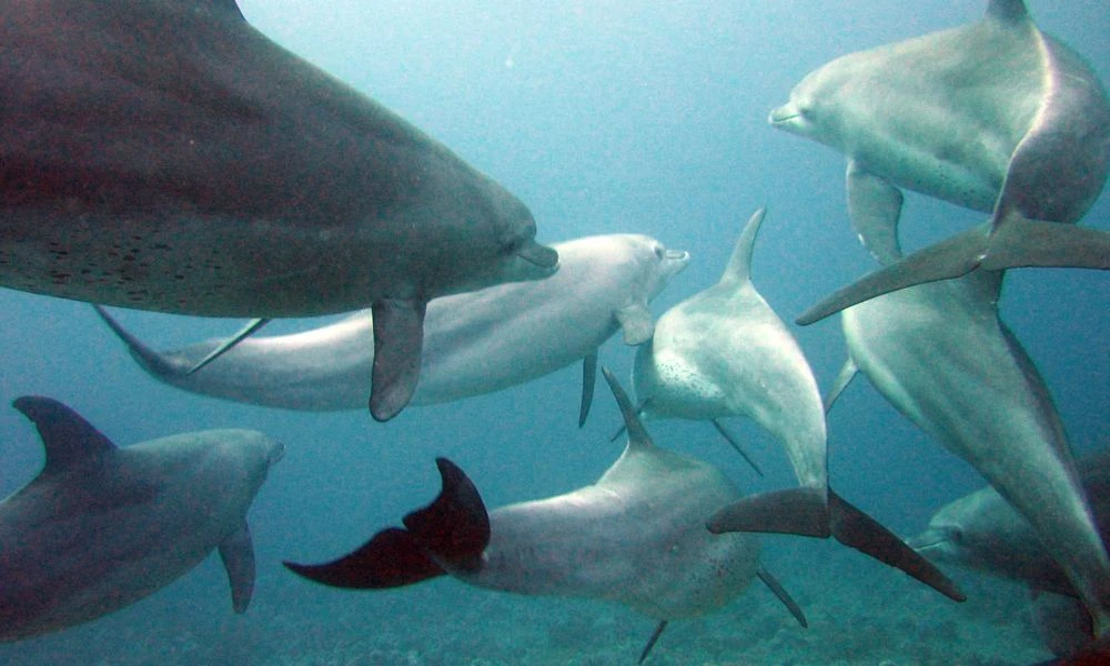 Grupo de delfines.