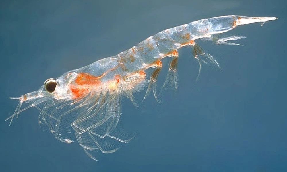 Aspecto del krill.