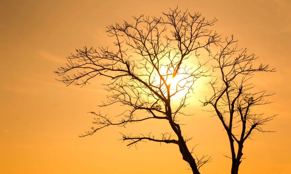 Cresta africana y calor.