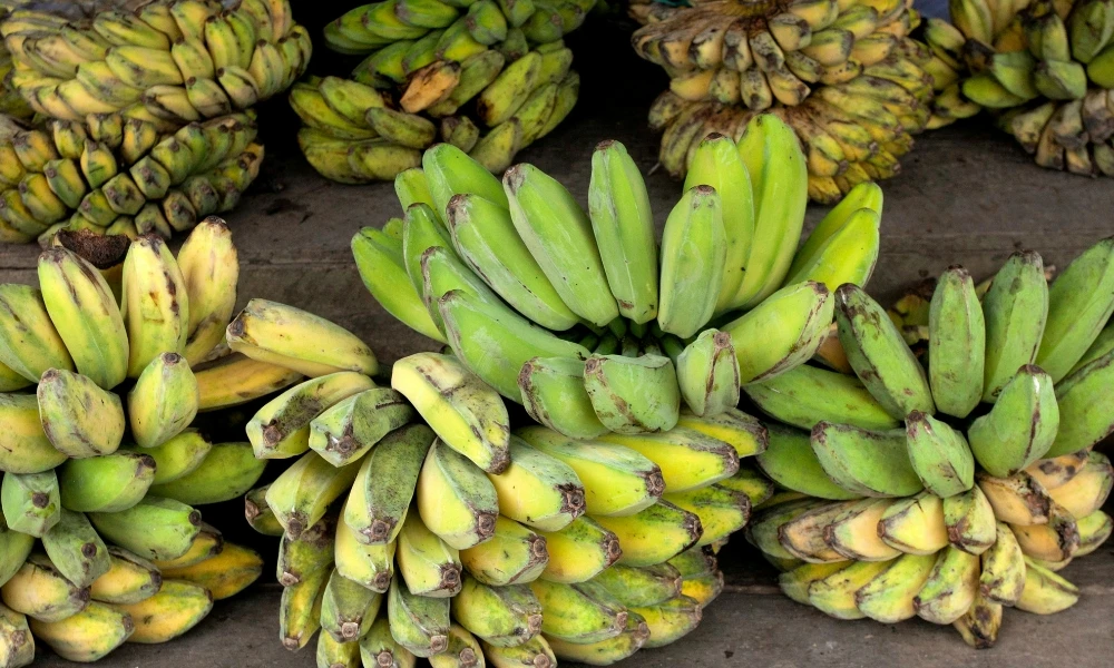 diferencia entre banana y plátano