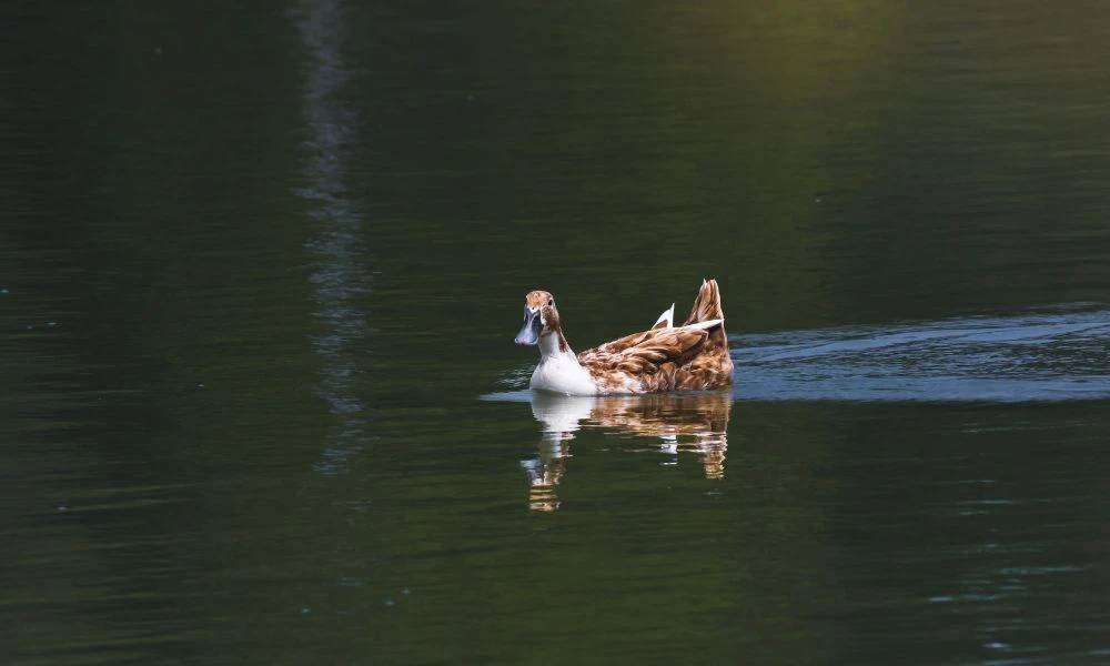 Naturaleza.