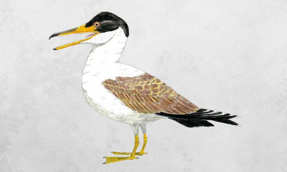 ¿Las aves tienen dientes?