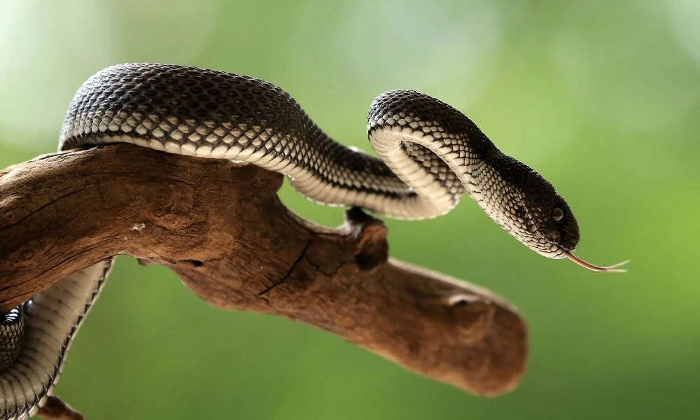 Una especie de serpientes en un árbol.