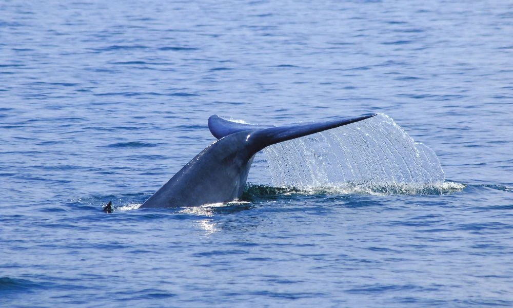 Aspecto de las ballenas.