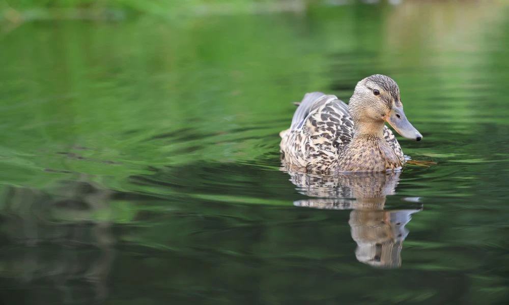 Patos en el agua.