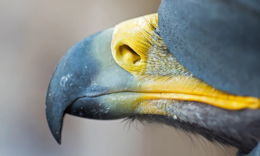 ¿Las aves tienen dientes?