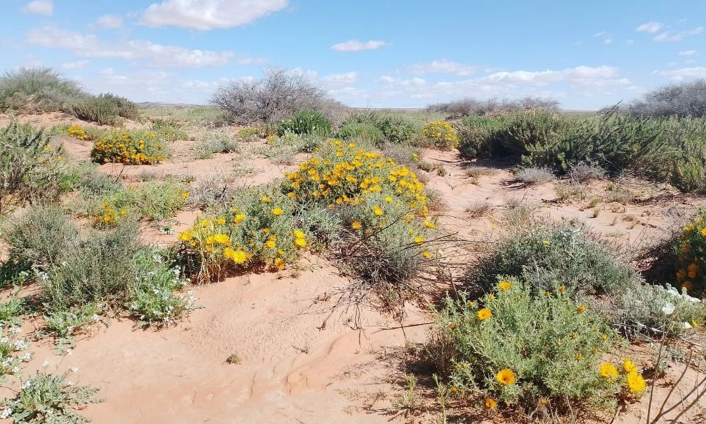 Flores en desierto.