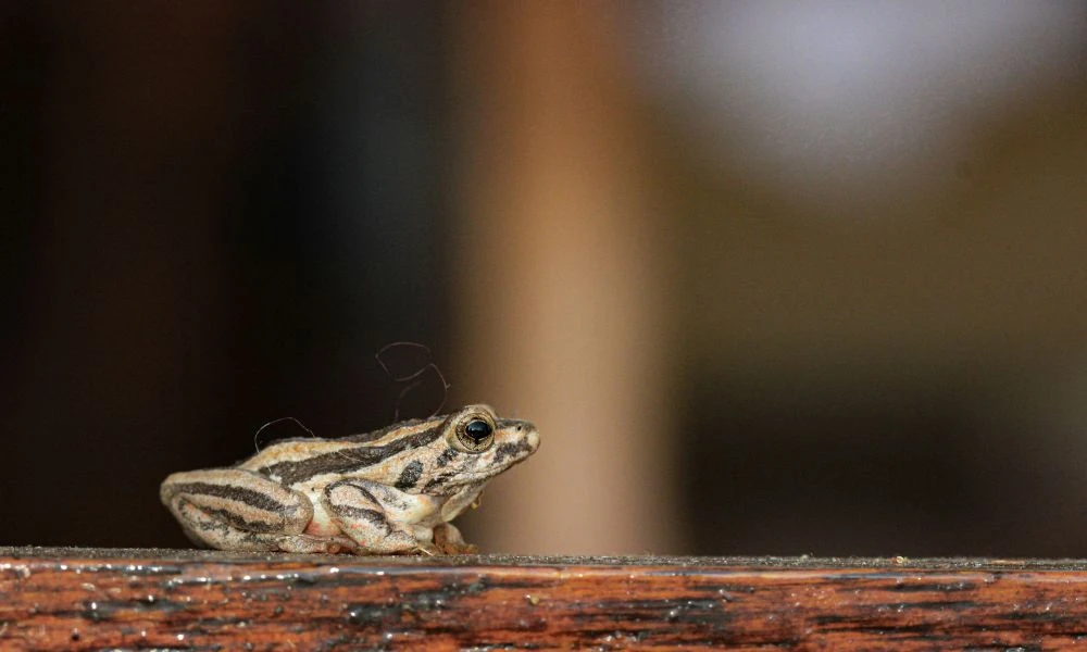 Aspecto de las ranas.