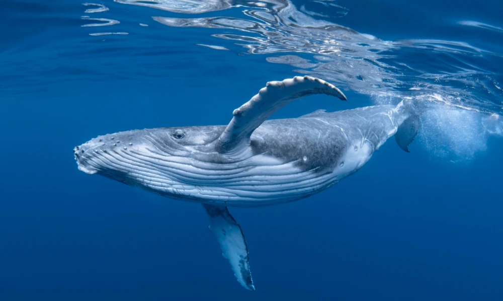 ¿Por qué el sonido viaja más rápido en el agua que en el aire?