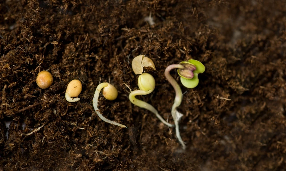 germinación de las semillas