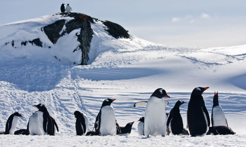 ¿Por qué no hay pingüinos en el Polo Norte?