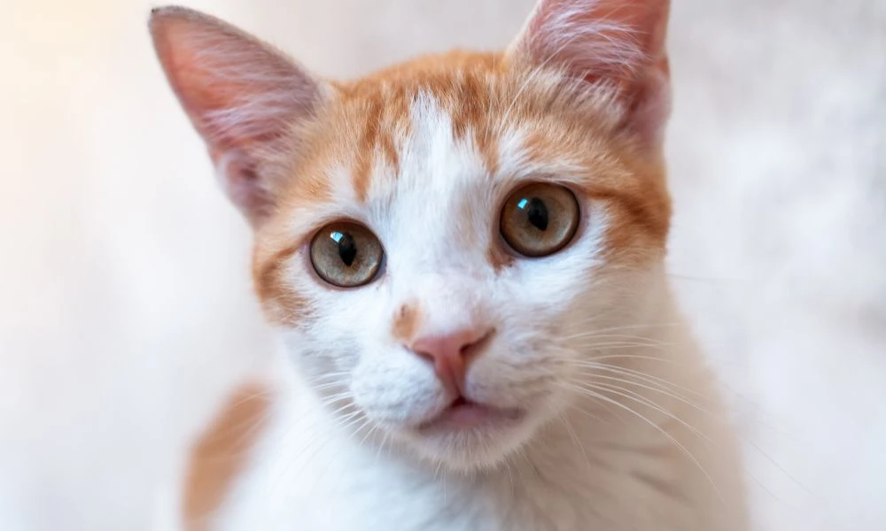 Gato de Bolivia.
