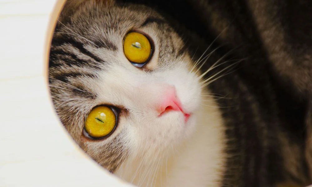 Gatos y sus ojos.