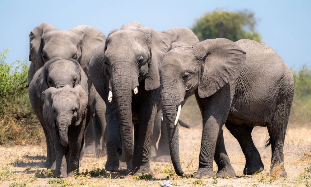 Un elefante en grupo.
