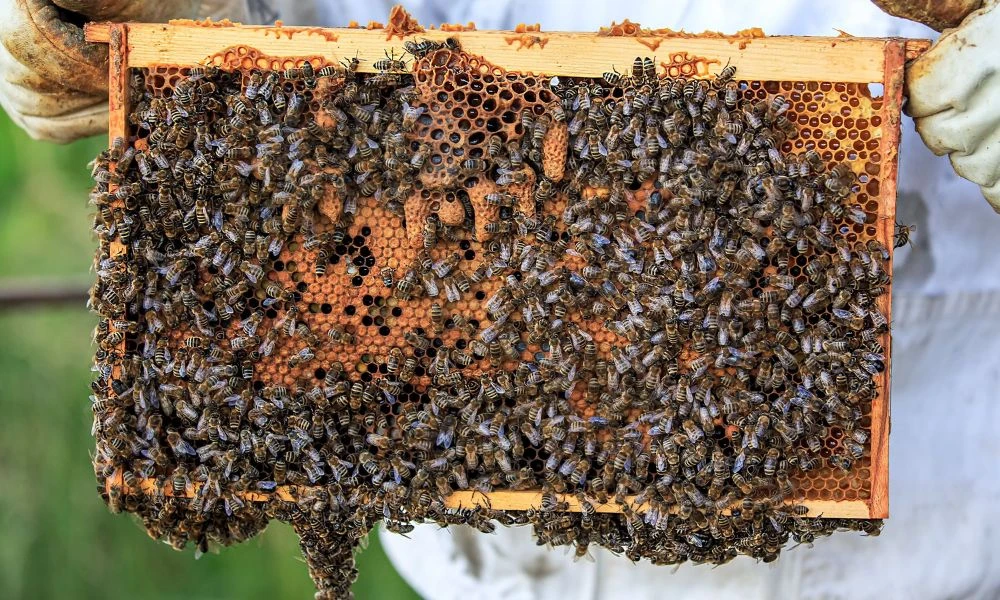 Abejas.