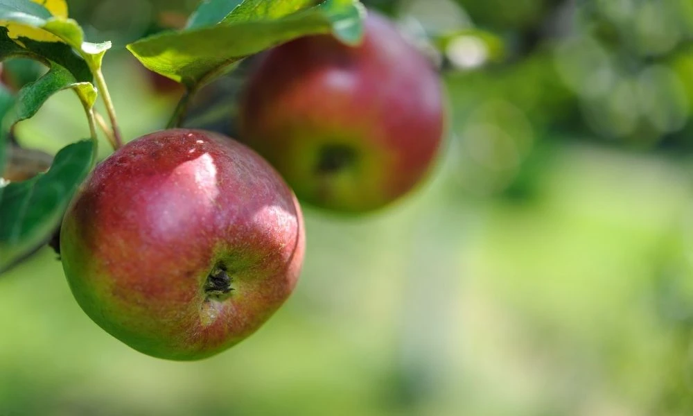 Manzanas rojas.