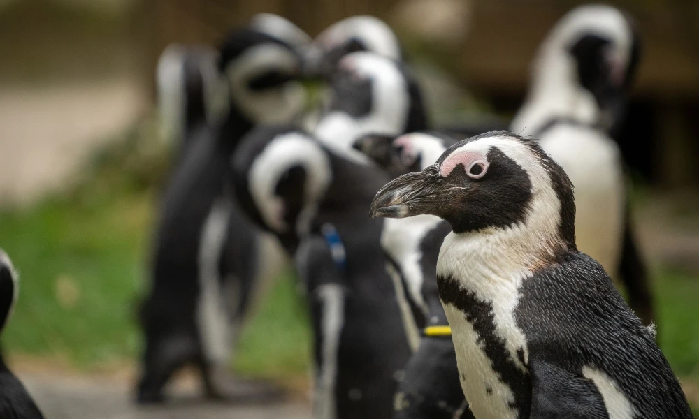 Pingüino africano: la única especie que vive en África