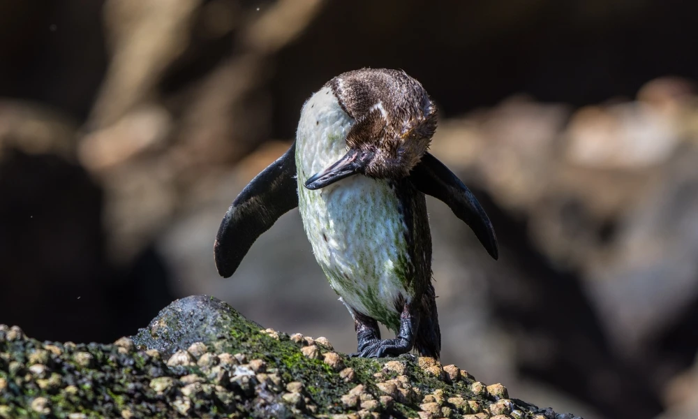 ¿Sabías que hay un pingüino que vive en las Islas Galápagos?