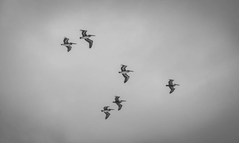 Vuelo.