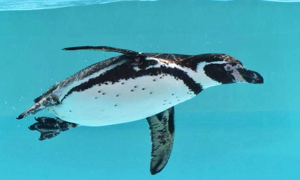Pingüino africano: la única especie que vive en África