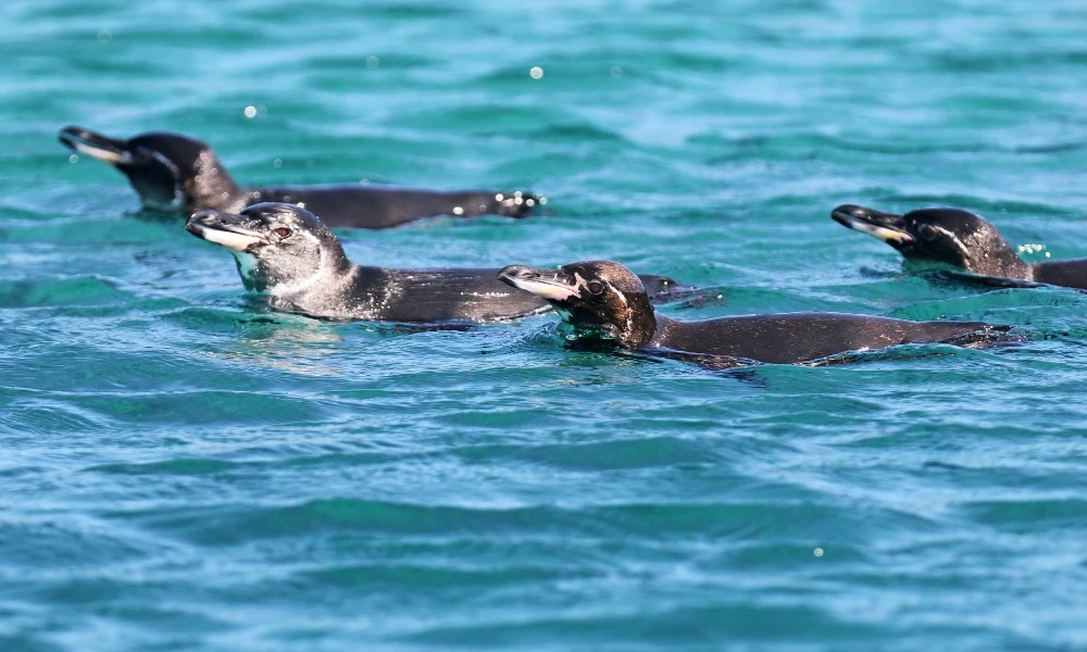 ¿Sabías que hay un pingüino que vive en las Islas Galápagos?