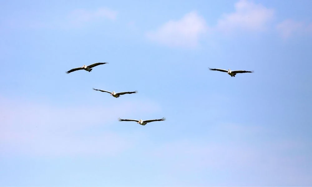 Aves.