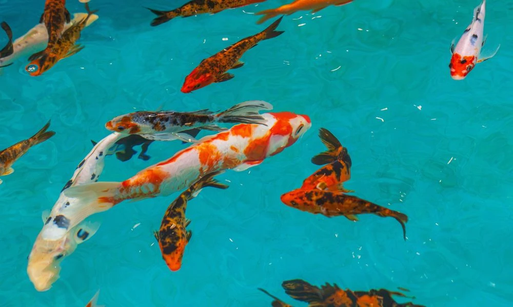 Peces.