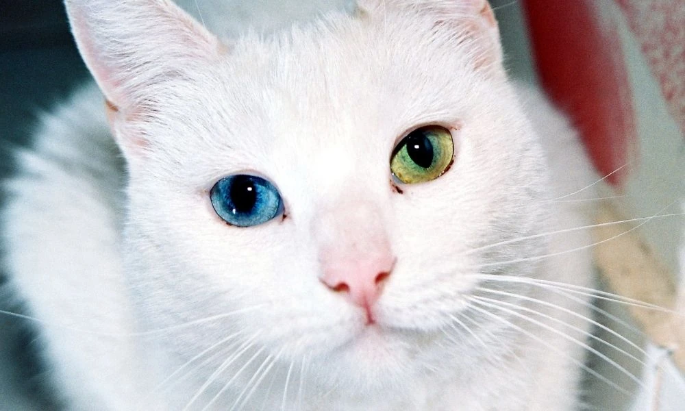 Gatos.