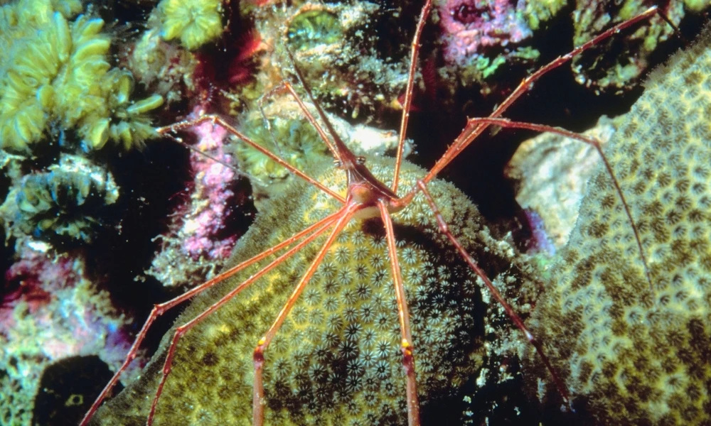Parecen arañas, pero no lo son: ¿qué son realmente las "arañas de mar"?