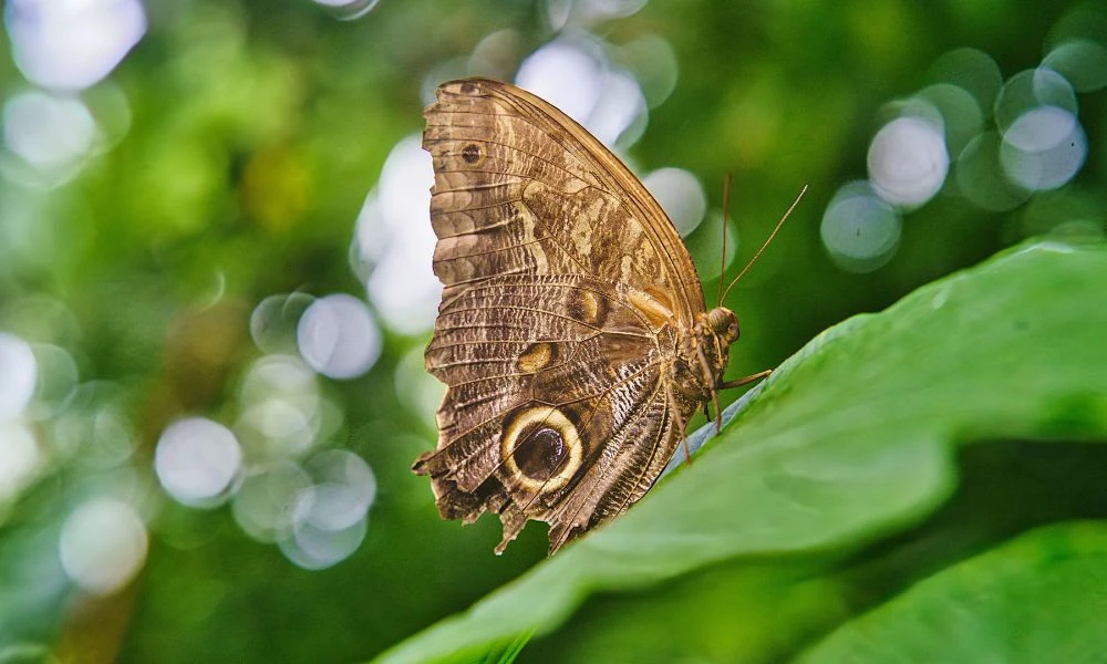 Aspecto de las mariposas.