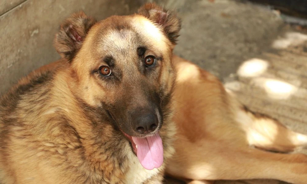 Respiración de un perro.